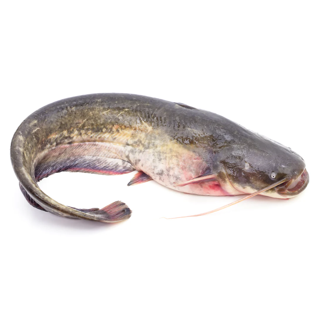Frozen Whole Large Catfish | 1 Unit ~1.5kg
