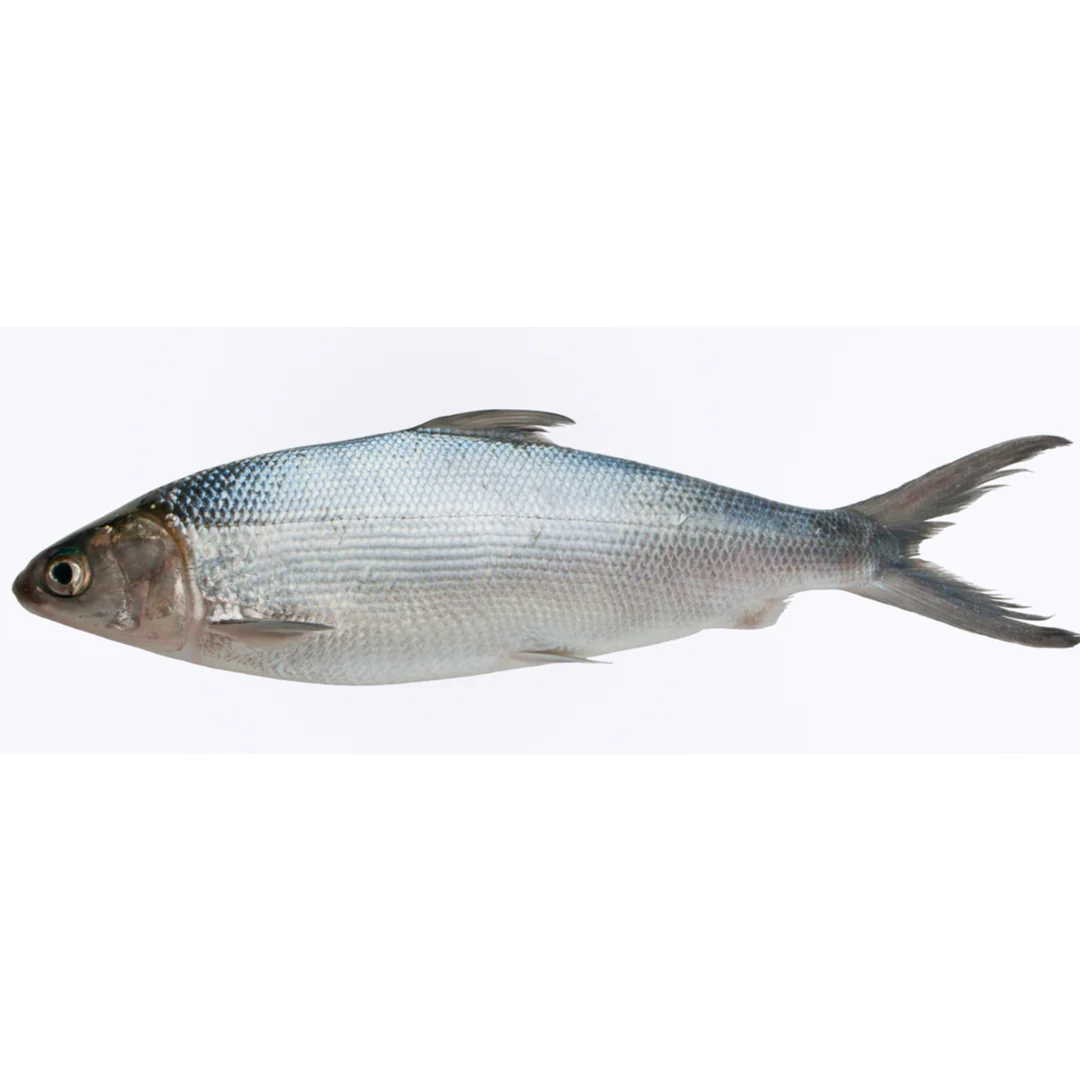 Frozen Whole Milkfish Bangus | 1 Unit ~800gr