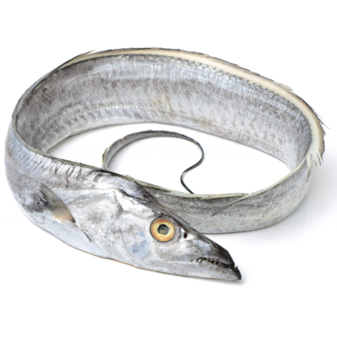 Frozen Whole Silver Ribbon Fish | 1 Unit ~500gr-1kg