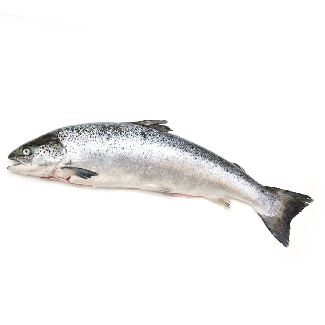Whole Salmon ~2.5kg
