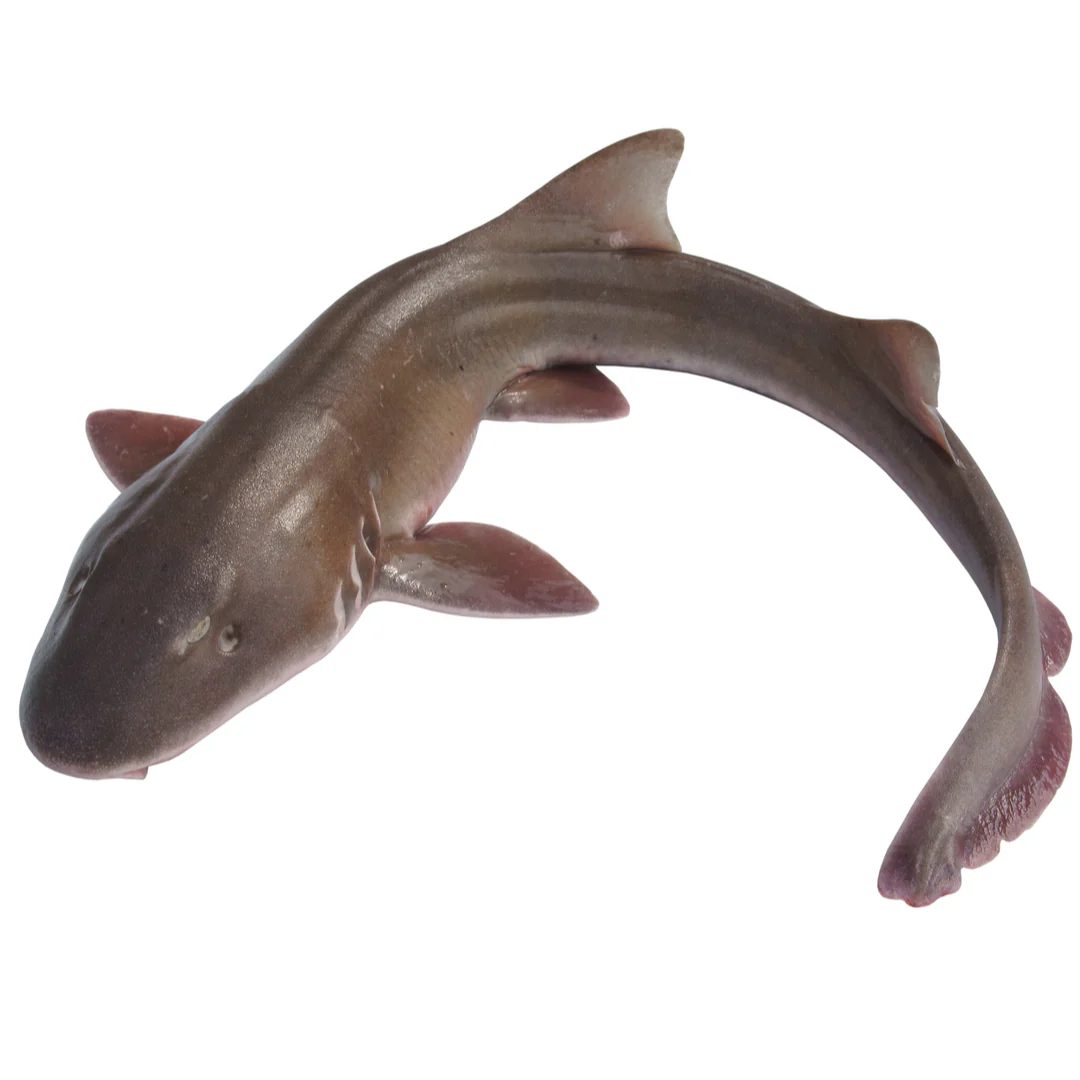 Fresh Shark Fish | 3-5kg