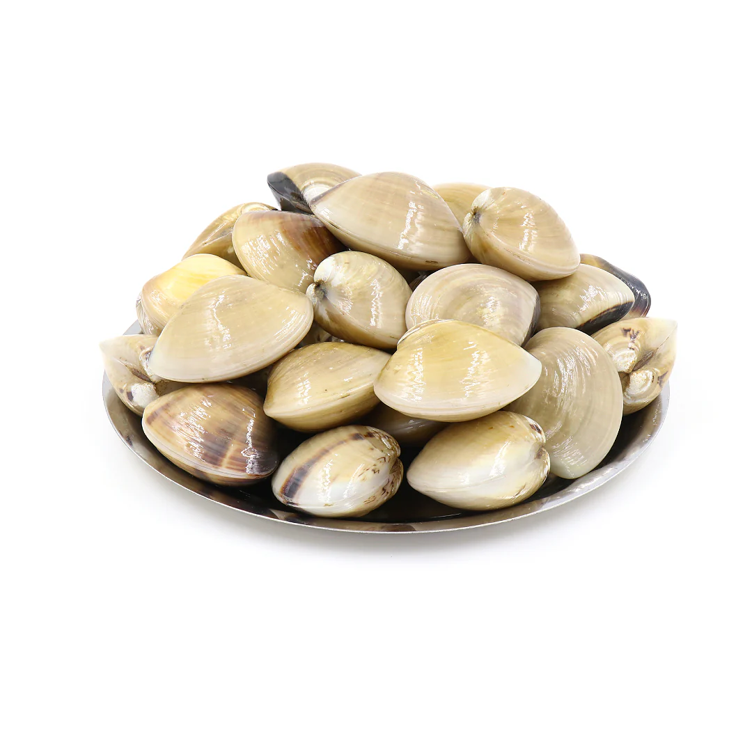 Frozen & Vac-Pac Cooked Meretrix Whole Shell Clams 1kg x 10 Packs
