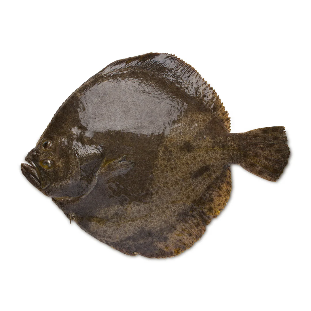 Fresh Whole Turbot
